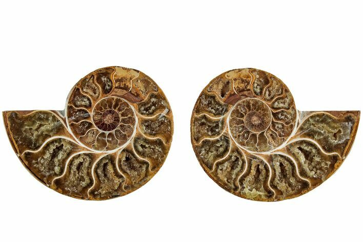 Jurassic Cut & Polished Ammonite Fossil (Pair)- Madagascar #215978